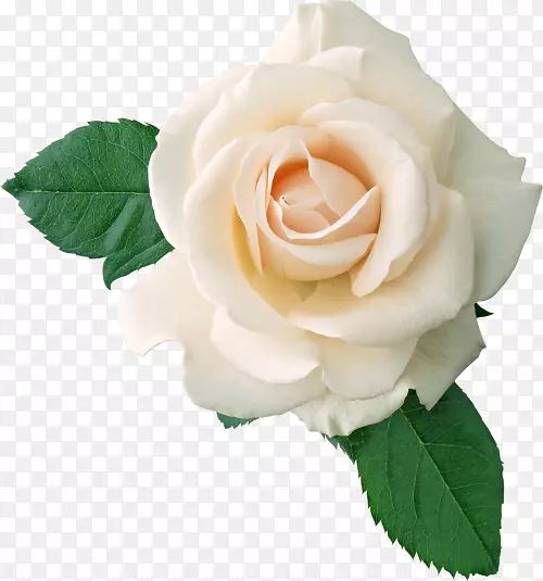 玫瑰白花剪贴画-白玫瑰