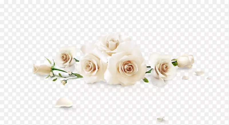 海滩玫瑰白花白玫瑰