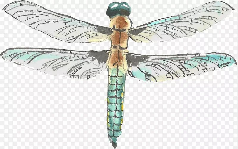 水彩画-水彩画蜻蜓