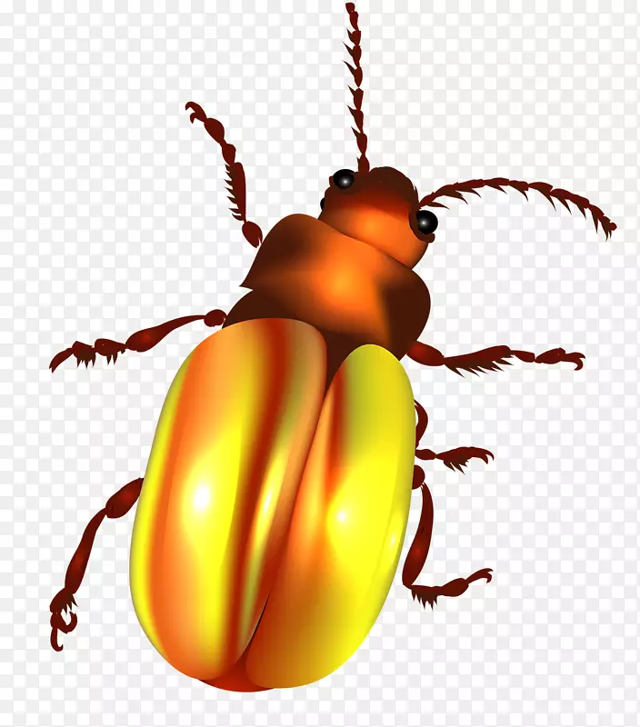 甲虫彩色插图.金虫