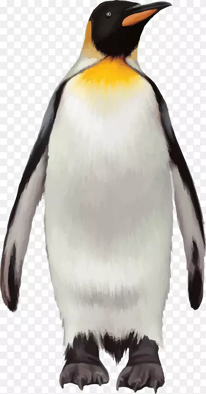 企鹅王鸟-企鹅