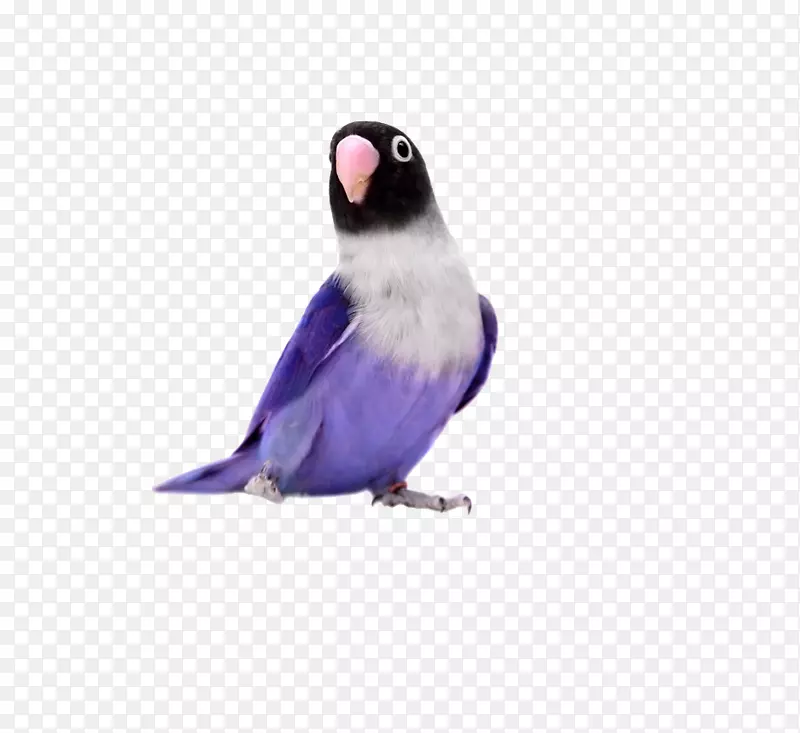 鹦鹉，黄色领口的爱鸟，玫瑰色的爱鸟，绿松石面的亚马逊-紫色鹦鹉
