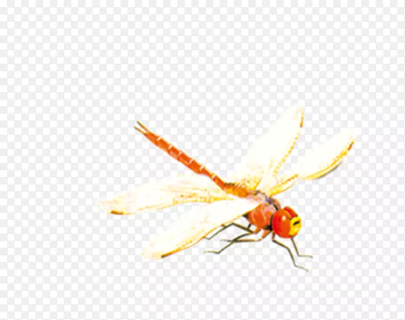 蜜蜂昆虫蜻蜓-红蜻蜓
