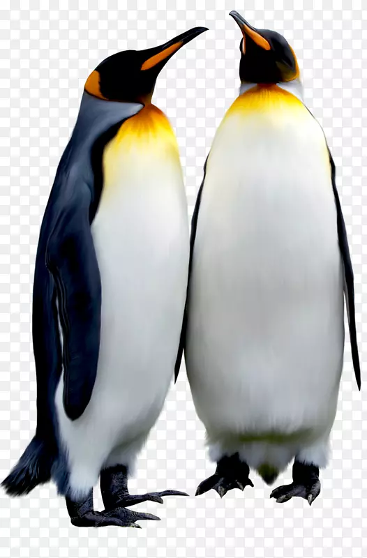 南极帝企鹅-黑色帝企鹅