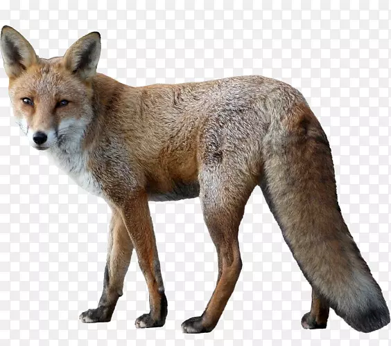 狐狸动物狗-狐狸小狐狸