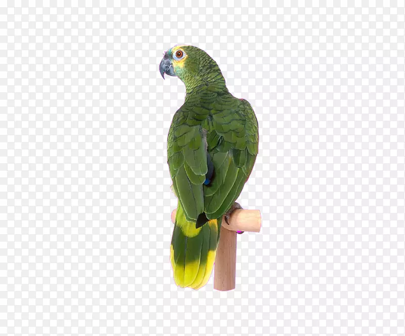 鸟类鹦鹉剪贴画-绿色鹦鹉