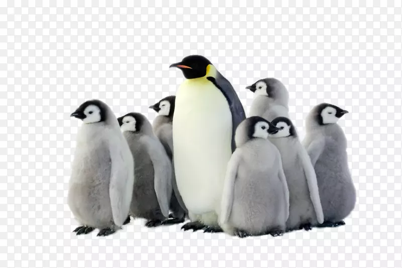 南极帝企鹅鸟-HD企鹅群