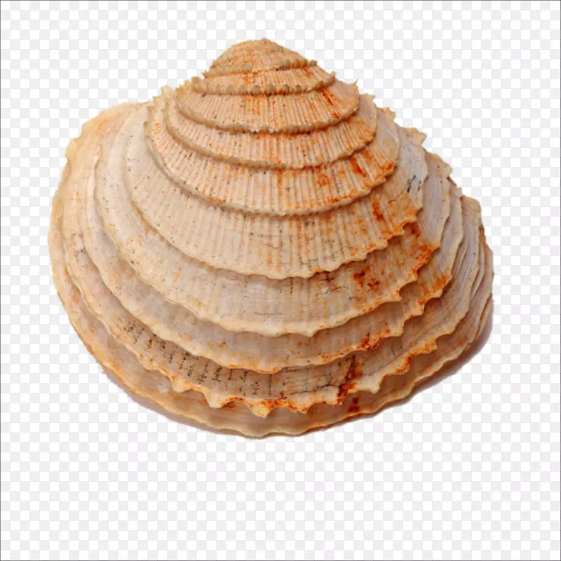 贝壳类化石贝壳类海螺贝壳类