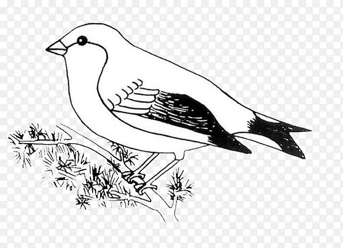 鸟画秃鹰艺术品-手绘麻雀