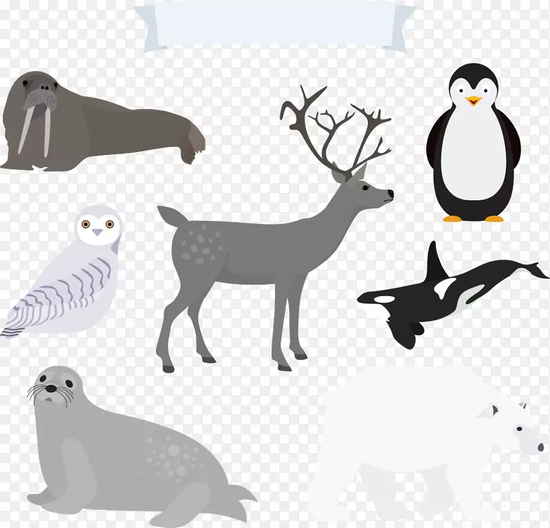 北极熊北极下载北极熊和鸟类
