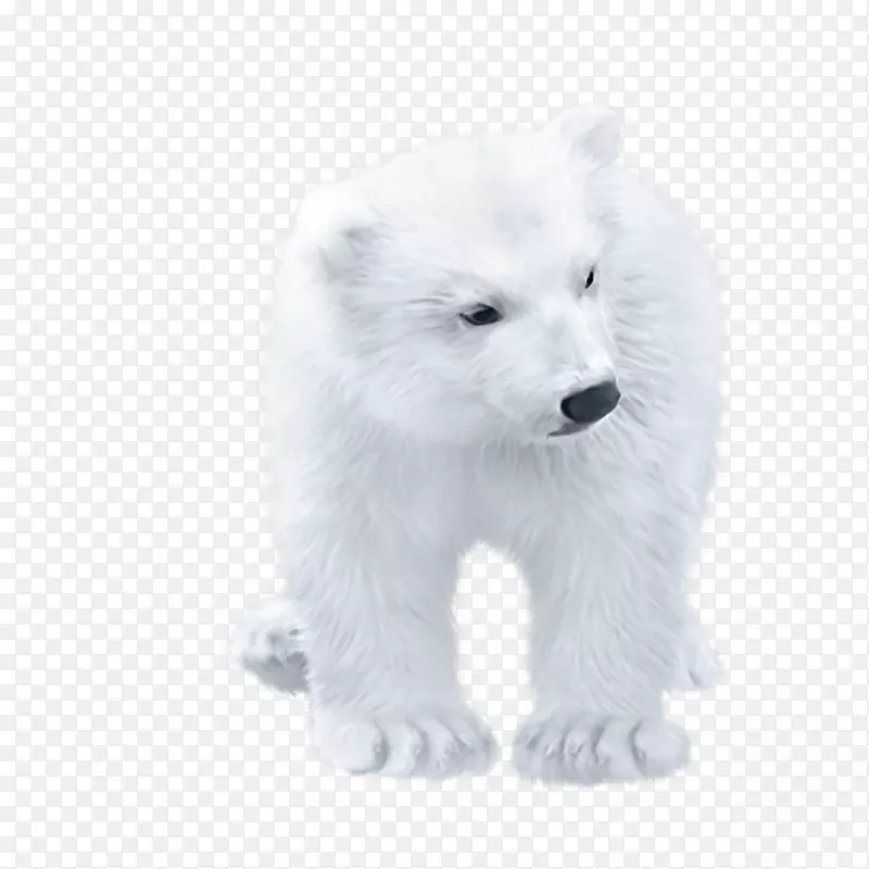 北极熊北极狐-可爱的北极熊