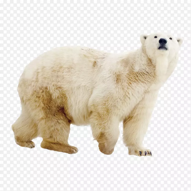 北极熊变焦ErlebnisWelt Gelsenkirchen-北极熊