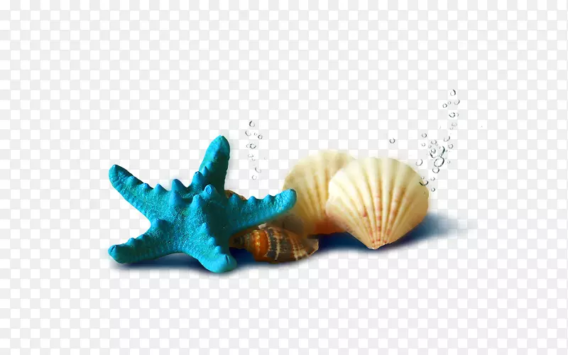 下载-贝壳及海星
