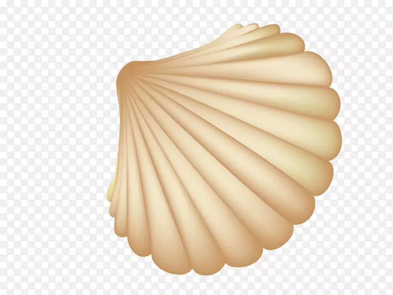 海贝壳-美丽的贝壳