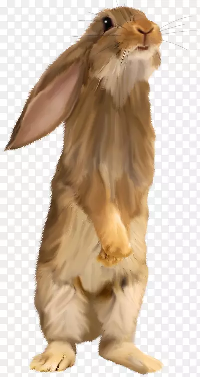 复活节兔子剪贴画-棕色松鼠