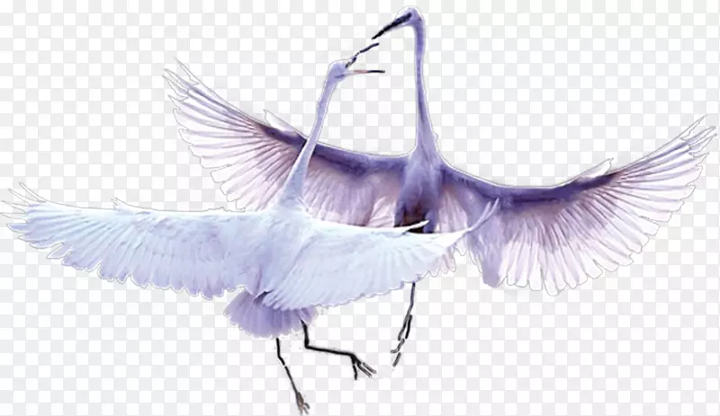 月湾苏尼尼鸟羽毛-高贵的天鹅