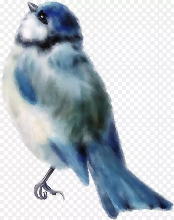 鸟麻雀画图手绘蓝麻雀