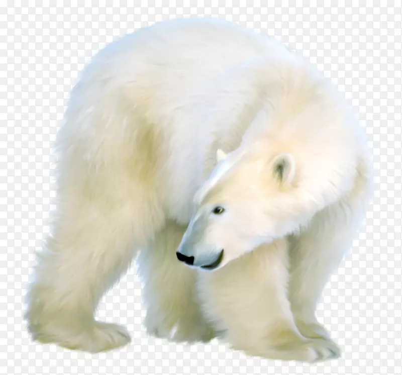 北极熊棕熊-白色北极熊