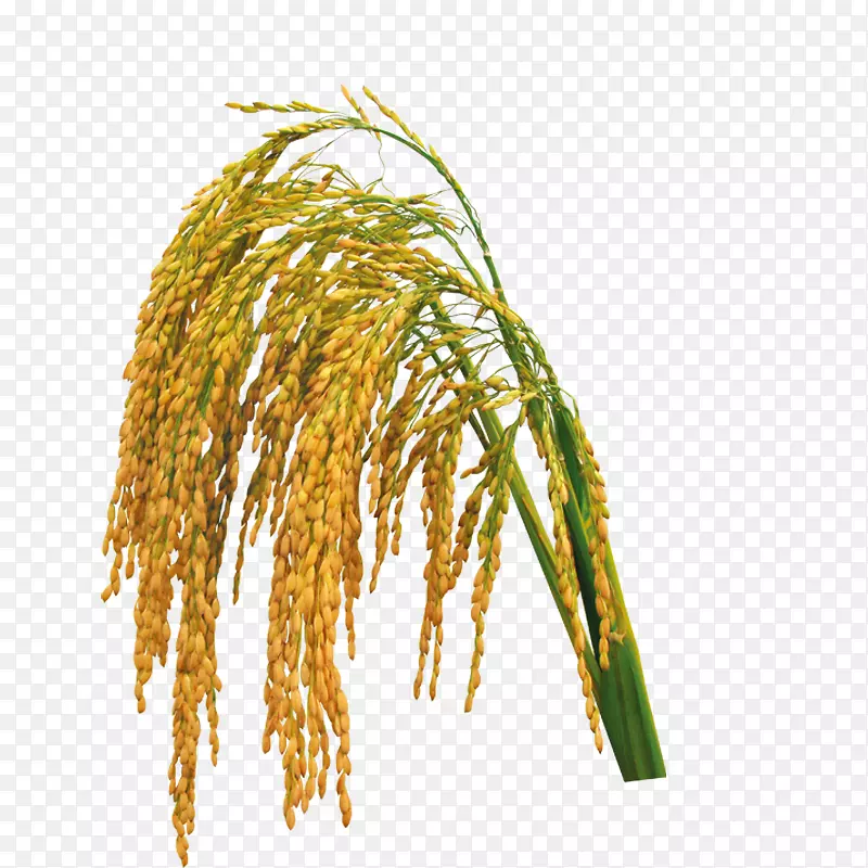 水稻下载-稻谷，大米，河套