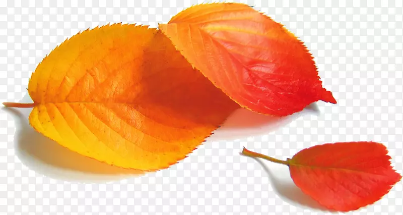 海报秋季流行红秋叶