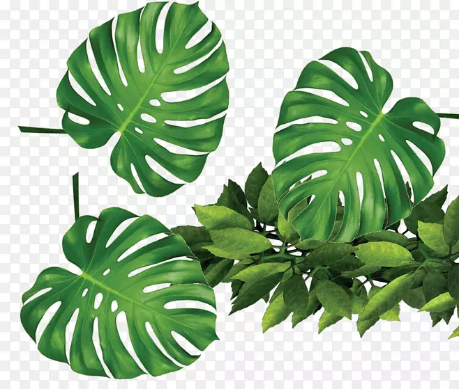 叶模板rxe9sumxe9剪贴画-热带植物绿叶