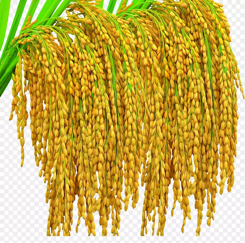金稻，水稻，作物产量，种子-水稻