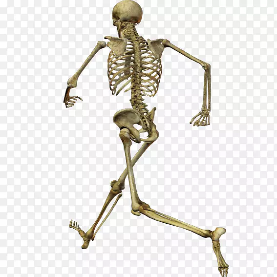 人类骨骼头骨智人-奔跑的骨骼