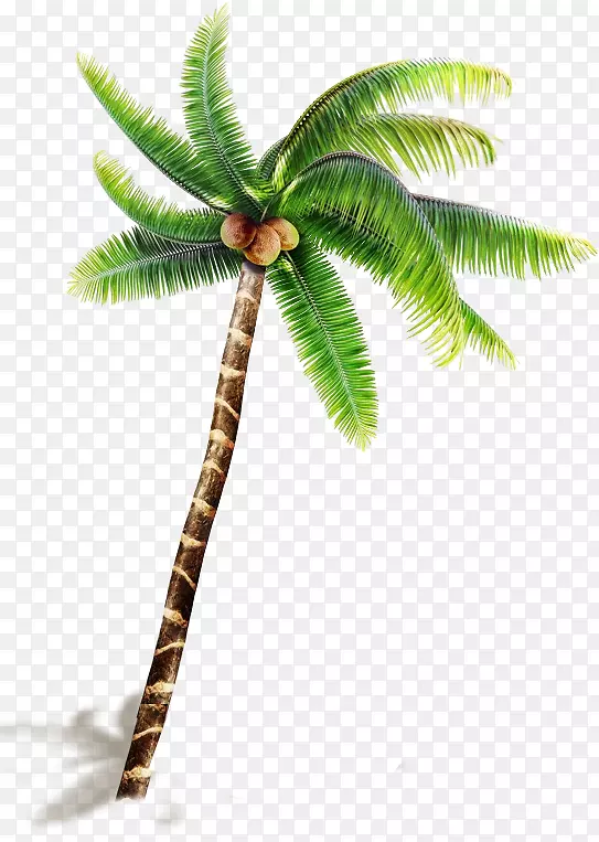 椰子下载-椰子树