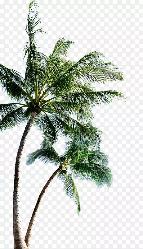 岛屿剪贴画-椰子树