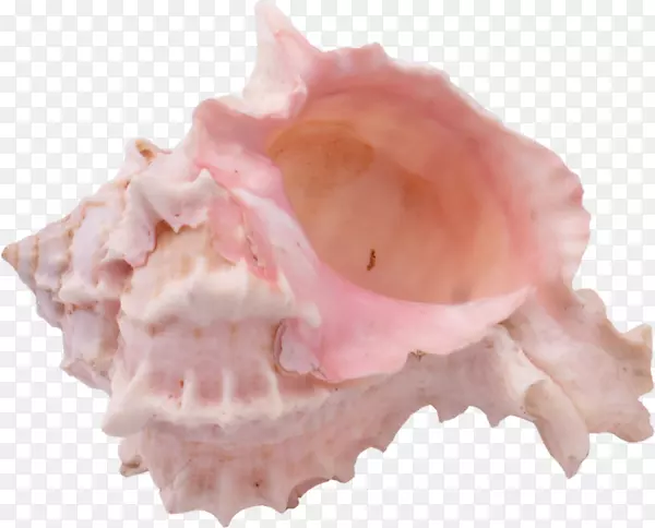 贝壳类软体动物壳蜗牛-粉红色蜗牛