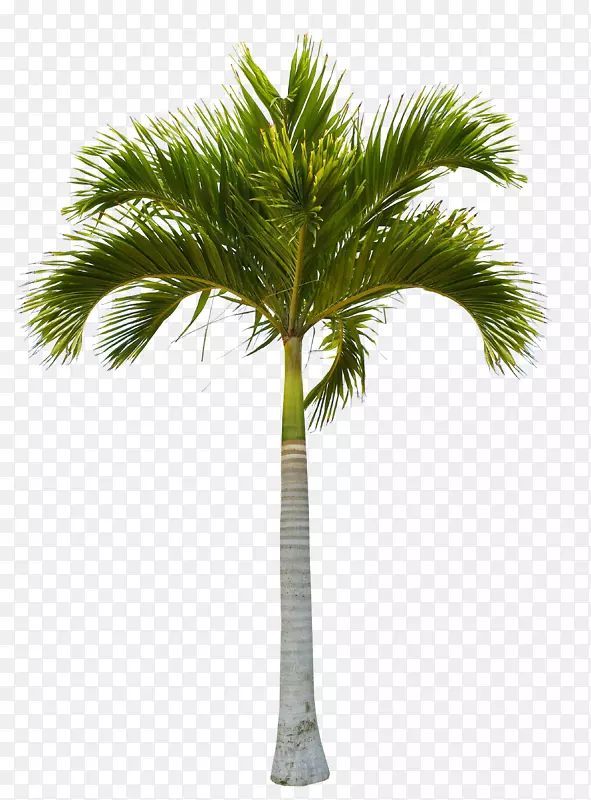 椰子树剪贴画-美丽的绿色椰子树