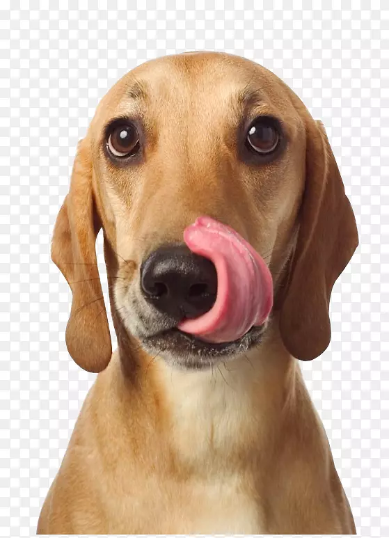红骨鳕鱼-一只可爱的狗舌头