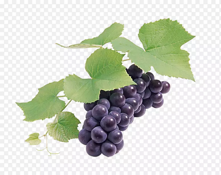 葡萄籽提取物葡萄酒葡萄柚黑葡萄