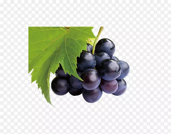 普通葡萄藤果仁和博斯科果黑葡萄