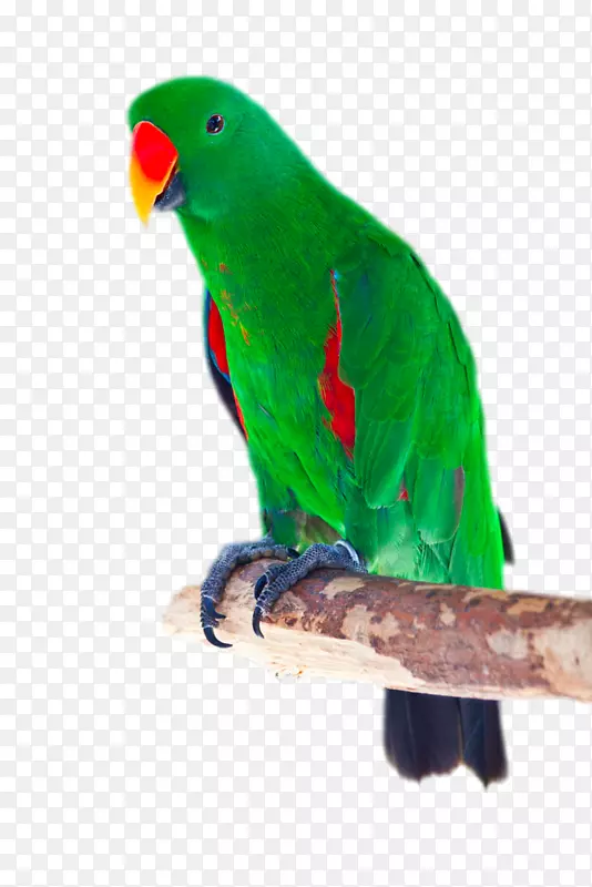 折角鹦鹉、红翅鹦鹉、砧木摄影.绿红嘴鹦鹉