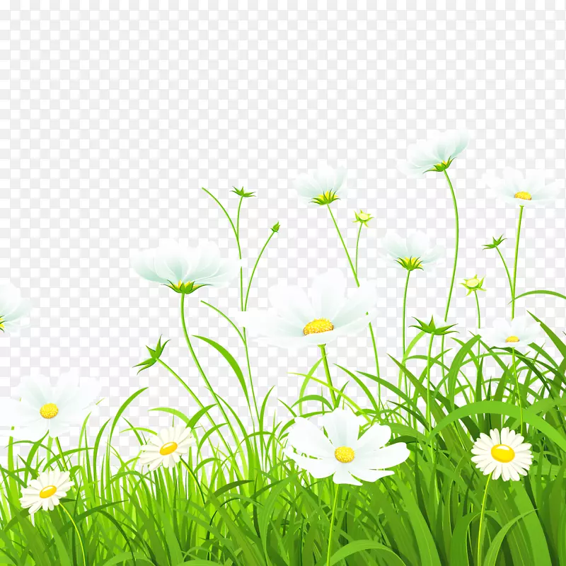 花卉绿色普通雏菊插图-白花草