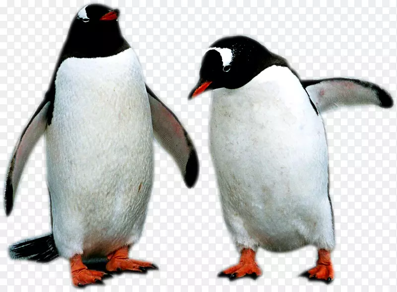 企鹅-两只企鹅