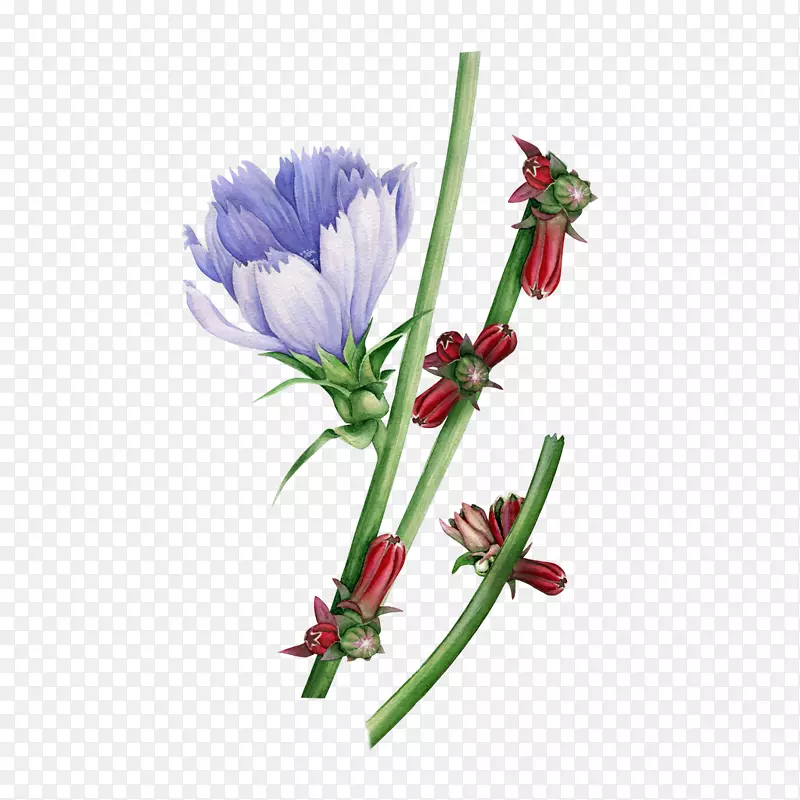 水彩：花卉水彩画花卉设计紫色水彩画