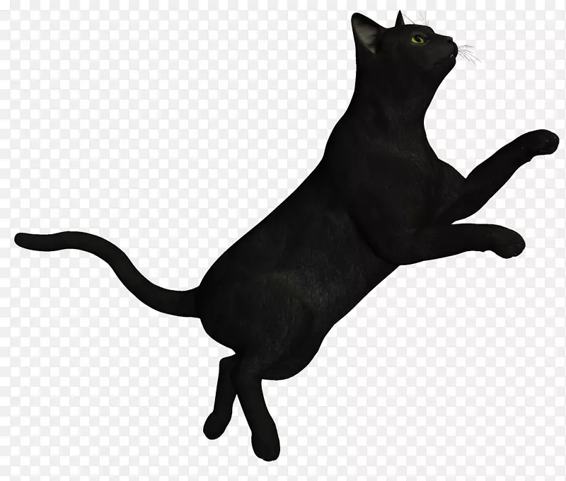 孟买猫科拉特黑猫女巫猫