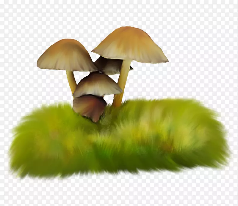 香菇草本植物真菌-草菇