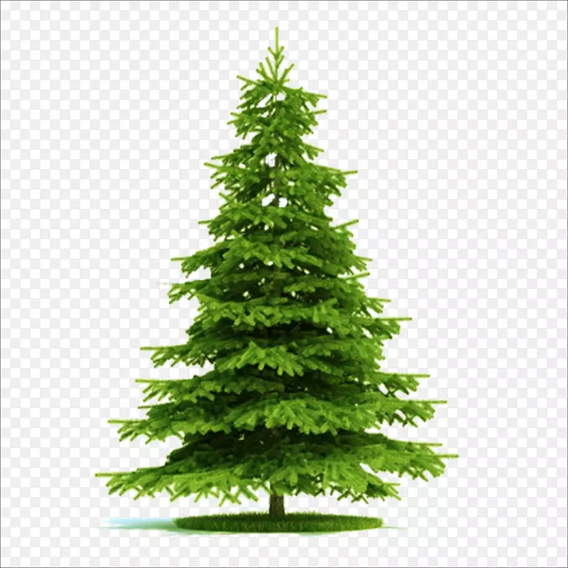 挪威云杉植物-圣诞树