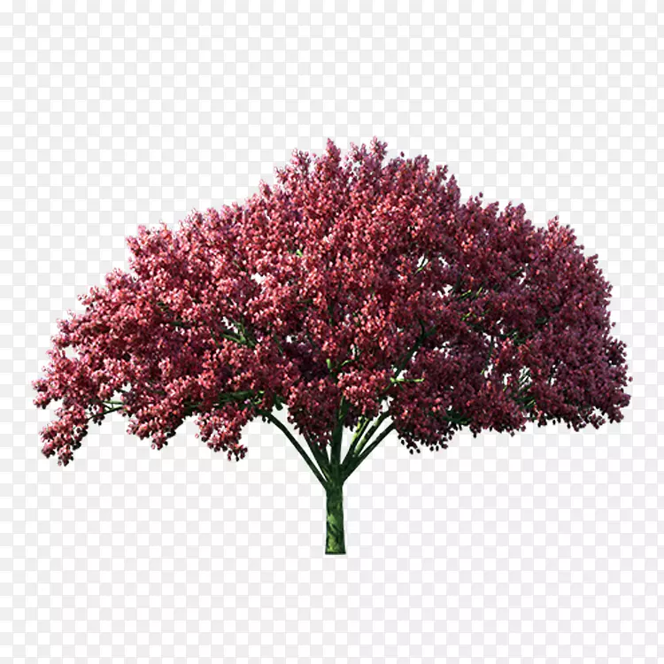 秋秋-紫叶树