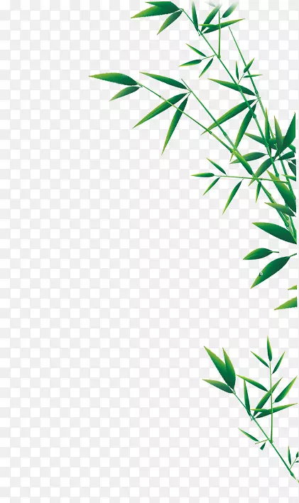 绿竹-绿竹叶