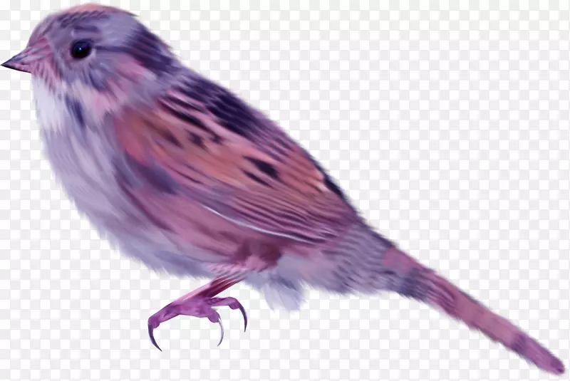 家雀鸟-紫鸟