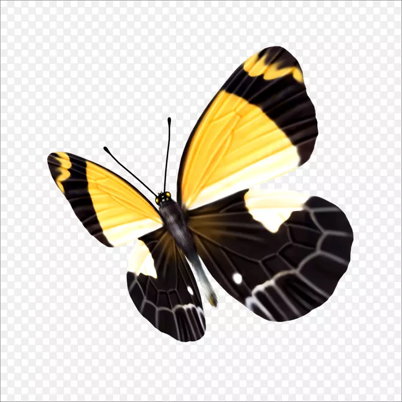 蝴蝶图标-蝴蝶