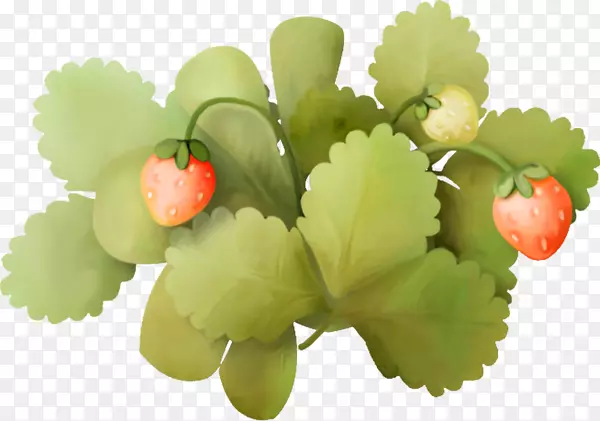 草莓果框-草莓和绿叶