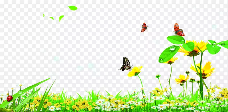 蝴蝶花园草坪-绿色花园草蝴蝶
