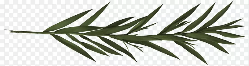 黑白植物茎叶角-绿叶