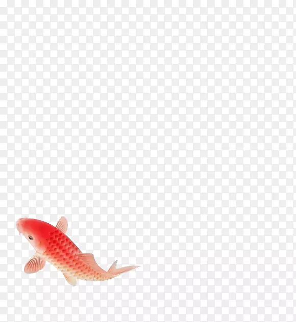 锦鲤-一条红鱼