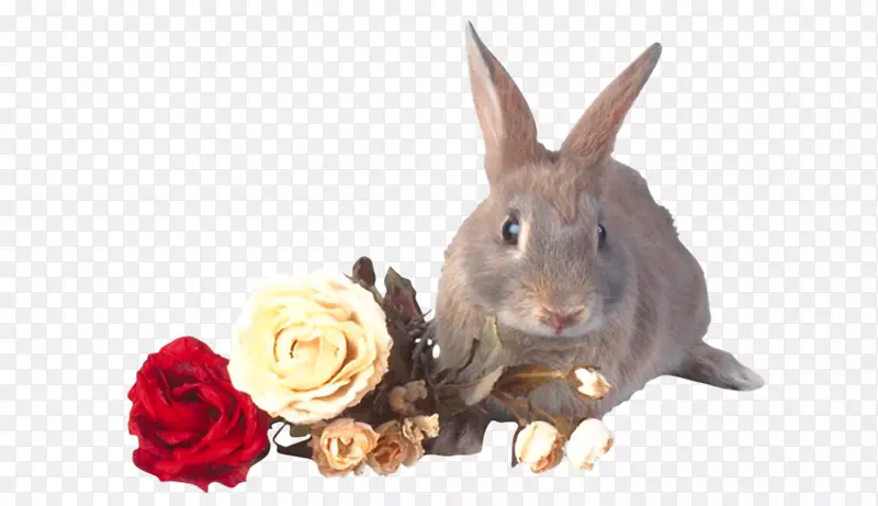 国内兔-兔子与玫瑰的故事